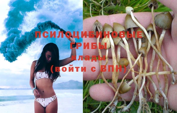 прущие грибы Алексеевка